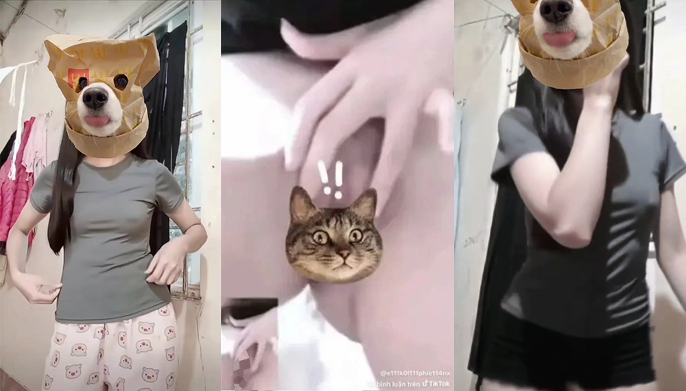 Chip 💐 móc